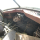 Illustration for article titled 1949 Ford Takes Wrong Turn, Ends Up In The Crusher's Waiting Room